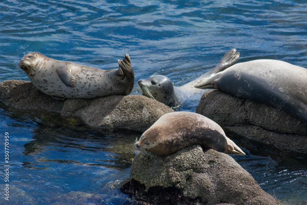 Fototapeta premium Monterey California Sea Lions