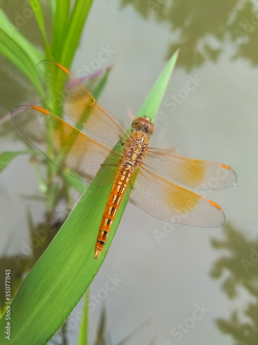 dragonfly on a leaf