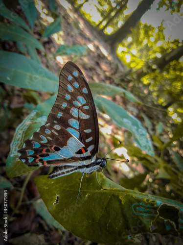 butterfly on a flower