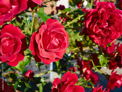 Beutiful blooming red roses in the garden