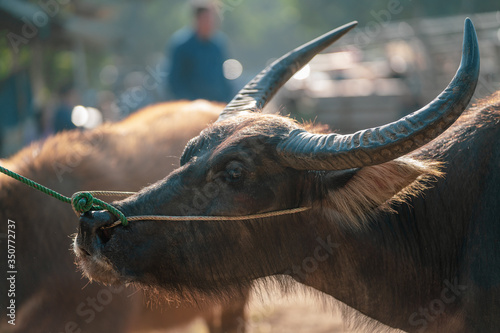 Water buffalo with halt ropes through its nose at Sanpatong Buffalo Market near Chiang Mai Northern Thailand. photo