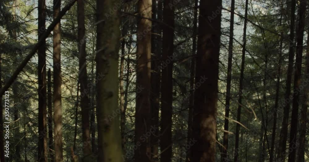 Passing by trees in beautiful forest, Europe, Poland. Mountain landscape.