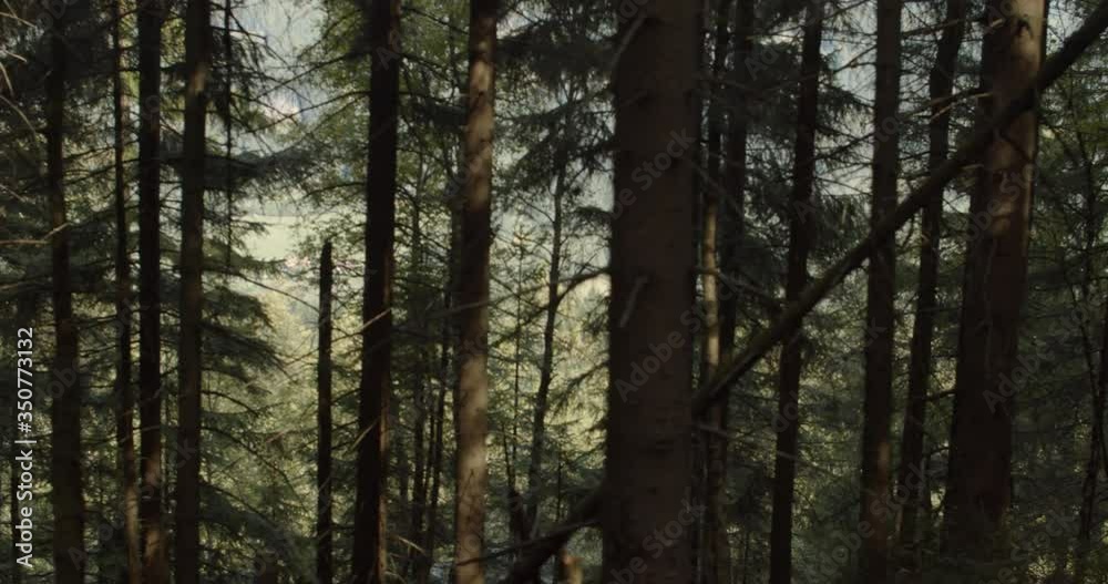 Steadicam dolly left in forest mountains between trees, national park Poland Steadicam dolly left in forest mountains between trees, national park Poland