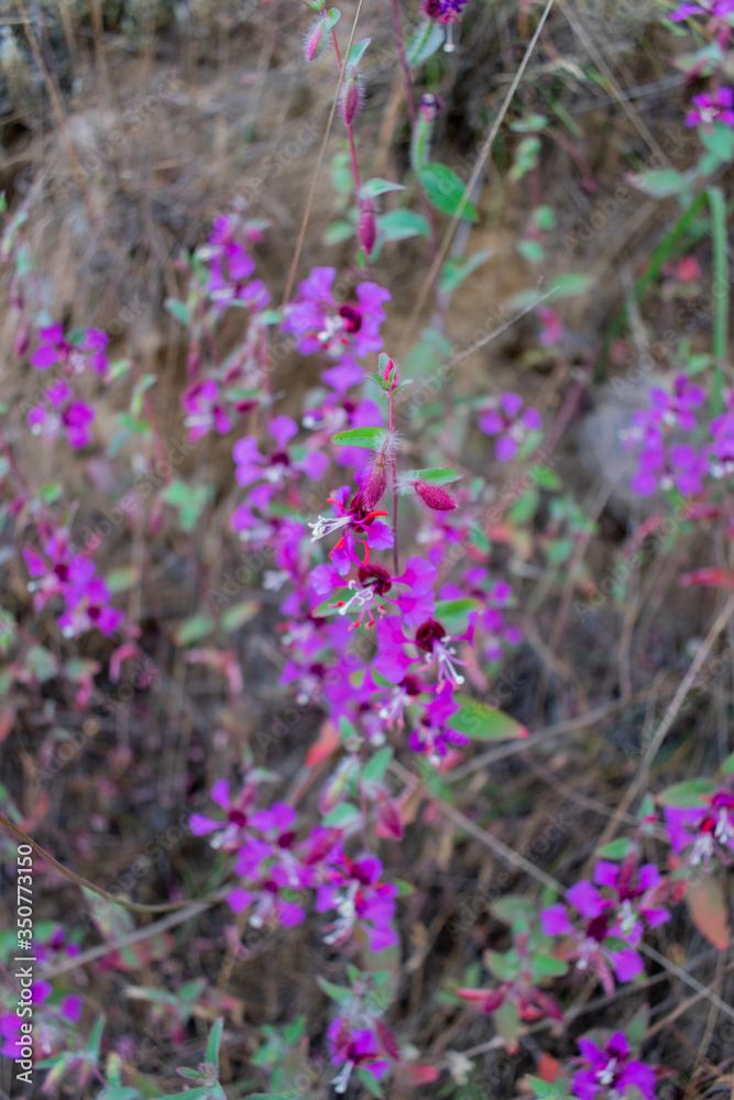California Wild Flowers