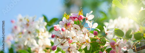 Closeup beautiful wishing tree (Cassia bakeriana Craib) pink shower green leaf soft blurred nature greenery sun light background in garden with copy space for text fresh cover page. photo