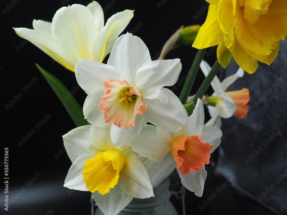 Mixed Daffodils in Vase Studio Shot with Mood Lighting and Black Background Mixed Daffodils in Vase Studio Shot with Mood Lighting and Black Background