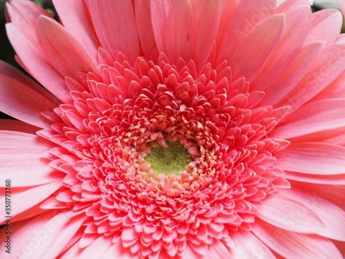 Macro Shot of Pink Gerbera Daisy