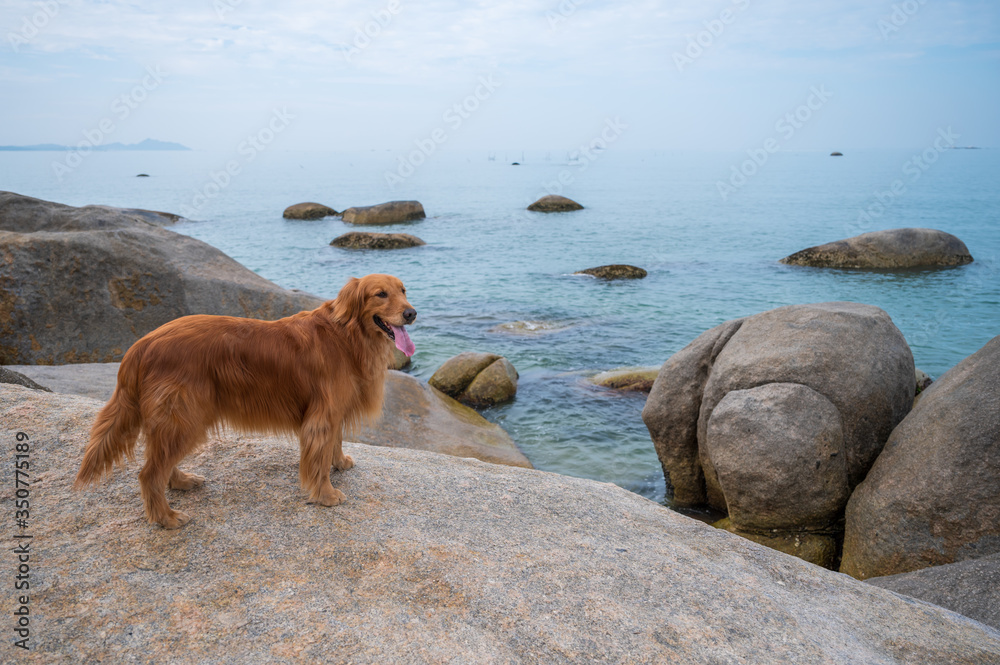 Golden retriever on the rocky shore Golden retriever on the rocky shore
