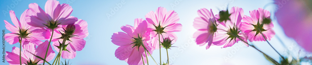 Nature of flower in garden using as cover page background natural flora wallpaper or template brochure landing page design Nature of flower in garden using as cover page background natural flora wallpaper or template brochure landing page design