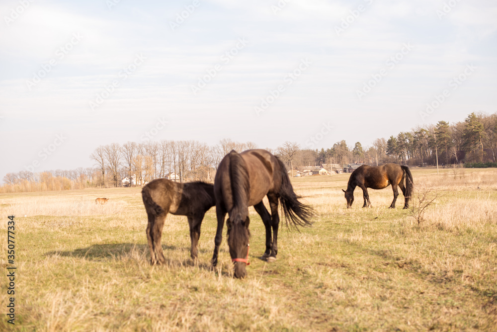 Horses in a field, landscape