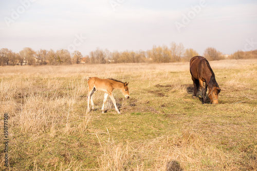 Horses in a field, landscape