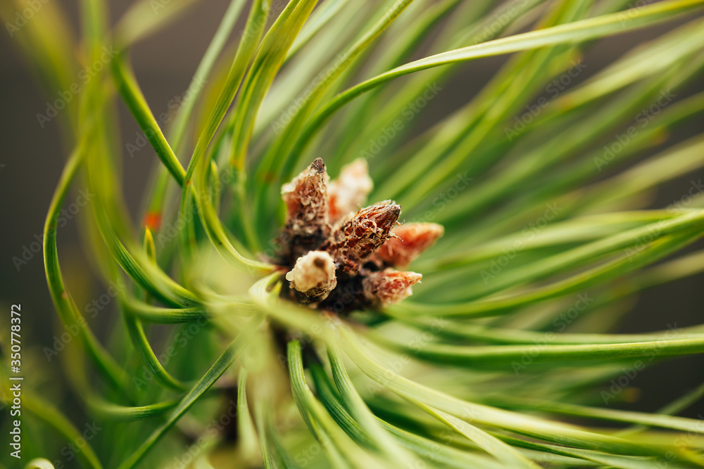 Macro shooting of conifers, the emergence of new cones, flowering conifers. Macro shooting of conifers, the emergence of new cones, flowering conifers.
