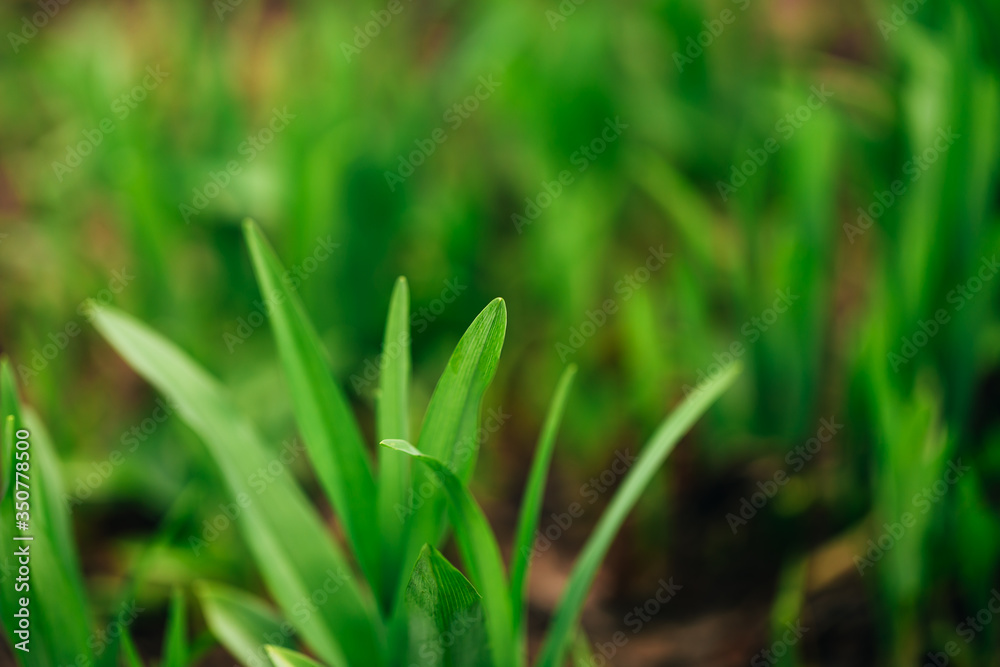 Macro shot of a leaf, grass sprout on a blurred background. Macro shot of a leaf, grass sprout on a blurred background.