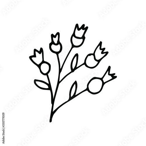 handwritten vector of a wild rose on a white background.twig rosehip black and white