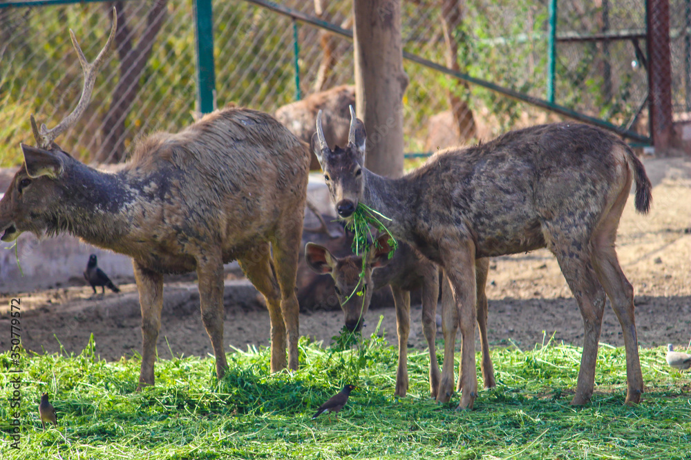 A still of a musk deer from a zoo A still of a musk deer from a zoo
