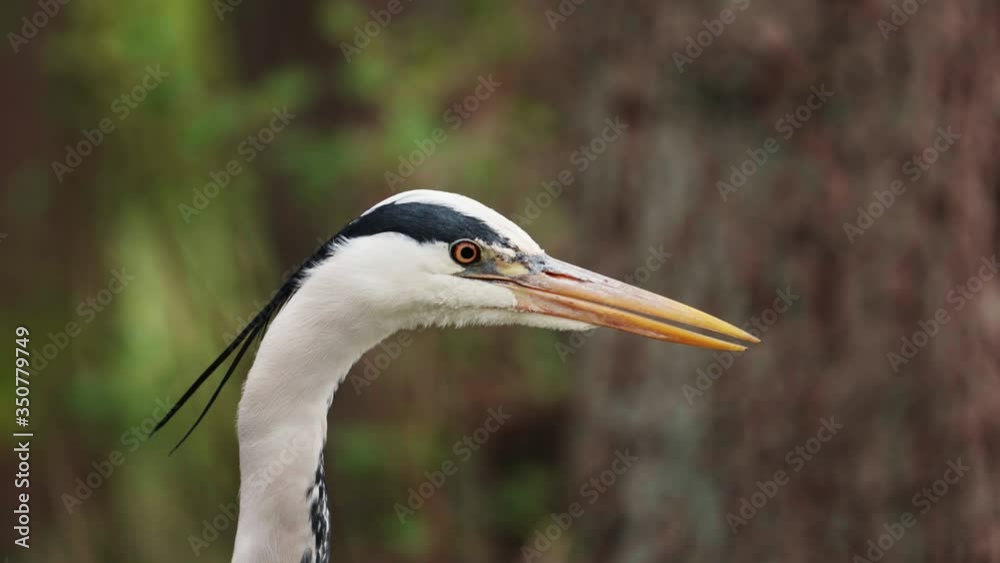 Grey herons feathers waving in the wind in the forest of copenhagen Grey herons feathers waving in the wind in the forest of copenhagen