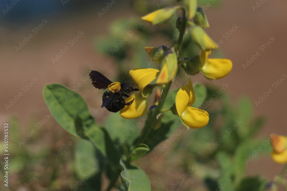 Fly insect on a yellow flower plant. yellow flower with a natural green background. Fly insect on a yellow flower plant. yellow flower with a natural green background.