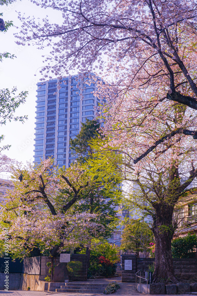 法明寺（東京都豊島区）の桜