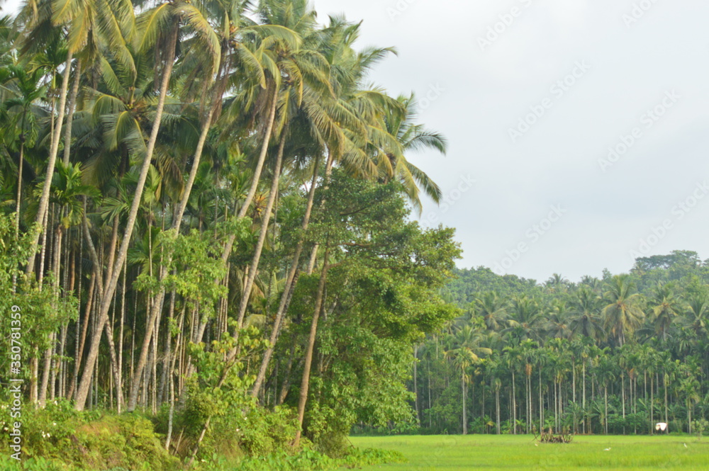 Fototapeta premium Coconut trees and the green paddy field