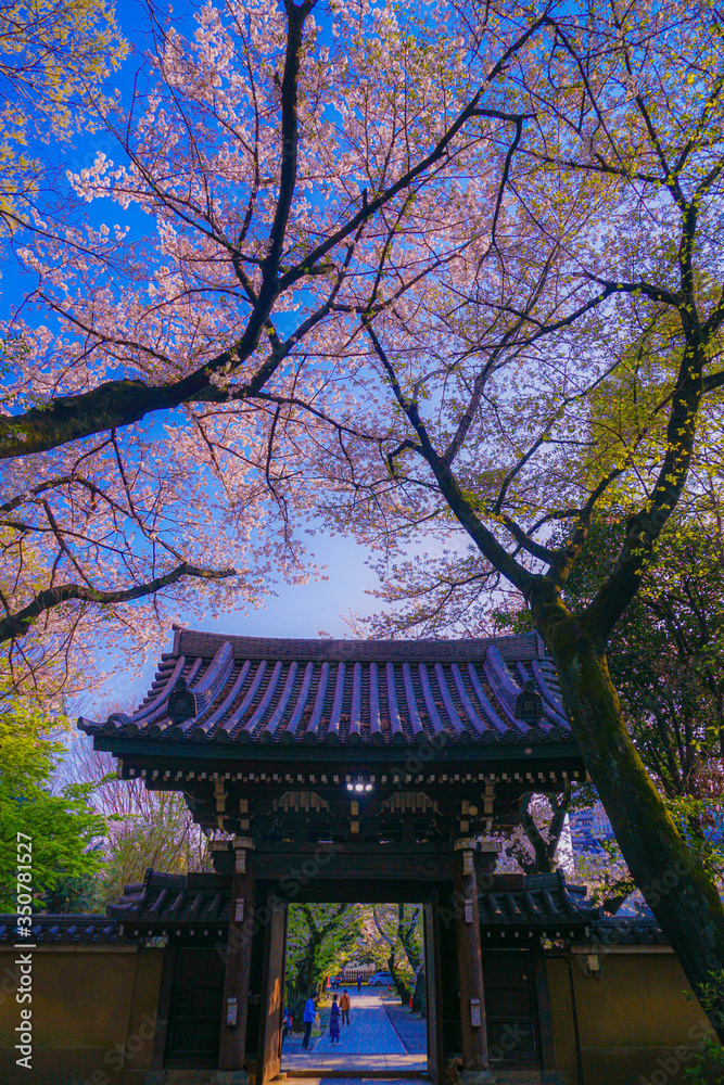 法明寺（東京都豊島区）の桜