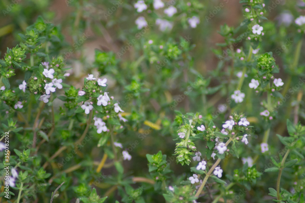 Thymus vulgaris or Common Thyme in the garden, edible herb blooming in the garden, pale pink flower, full frame Thymus vulgaris or Common Thyme in the garden, edible herb blooming in the garden, pale pink flower, full frame