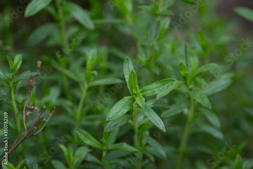 Mountain savory or Satureja montana herb in the garden, green leaves, full frame, edible herbal plant for seasoning