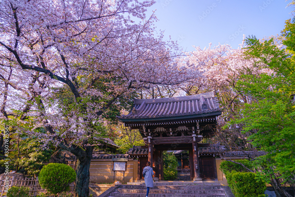 法明寺(東京都豊島区)の桜 法明寺(東京都豊島区)の桜