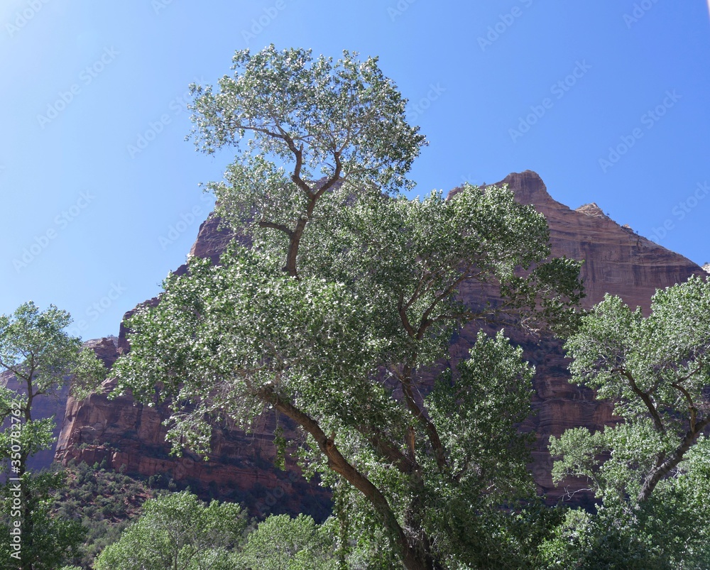 Red rock cliffs bathed in the afternoon sunlight framed by trees at Zion National Park, Utah. Red rock cliffs bathed in the afternoon sunlight framed by trees at Zion National Park, Utah.