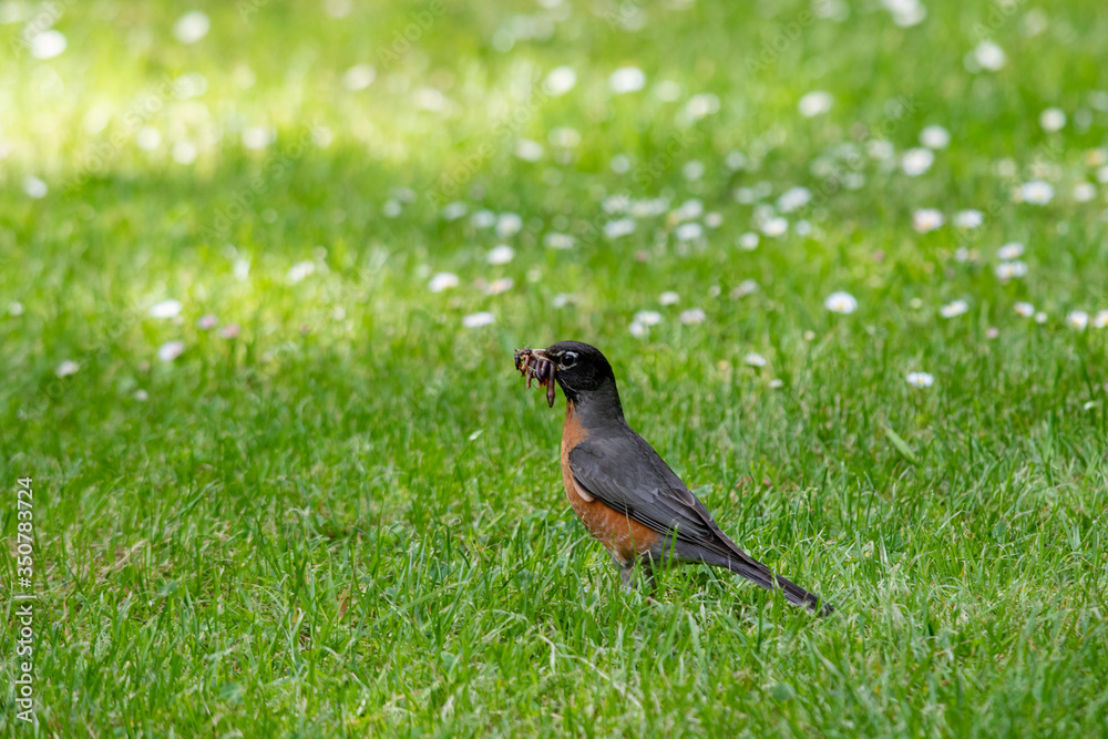 An American robin collecting the food for its chicks. Vancouver BC Canada
An American robin collecting the food for its chicks. Vancouver BC Canada