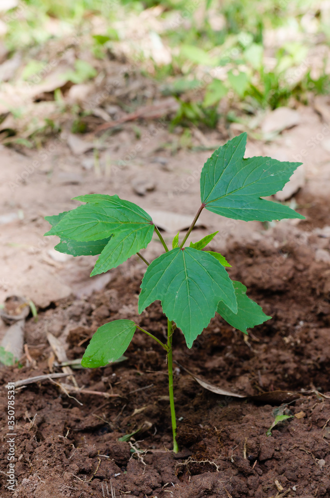 Roselle Plant (or Botanical name is Abelmoschus Esculentus) is Growth for Horticulture Plantation. Roselle Plant (or Botanical name is Abelmoschus Esculentus) is Growth for Horticulture Plantation.