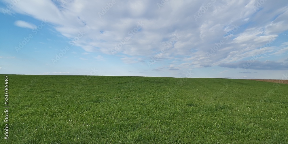 green field and blue sky