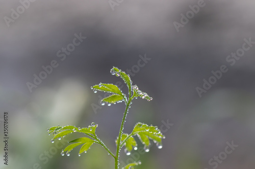 Fumaria capreolata, the white ramping fumitory, close-up on dew drops on leaves, blurred background. photo