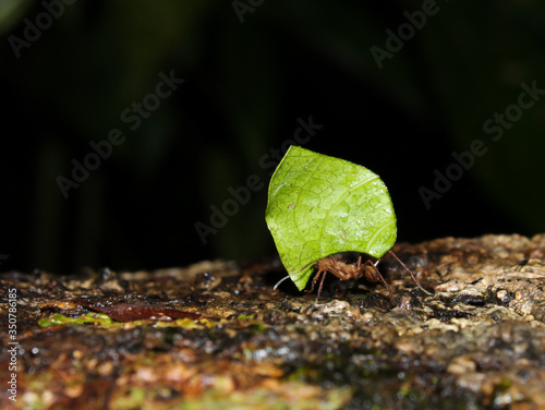 ant carrying a leaf