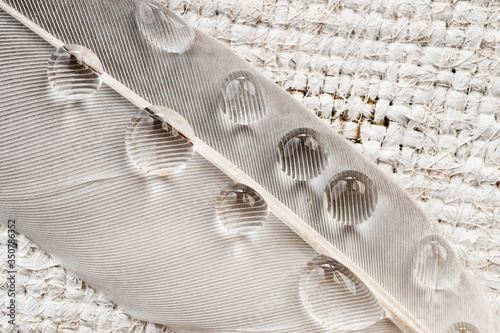 Fragment of a feather of a bird with drops of water. Photographed closeup.
