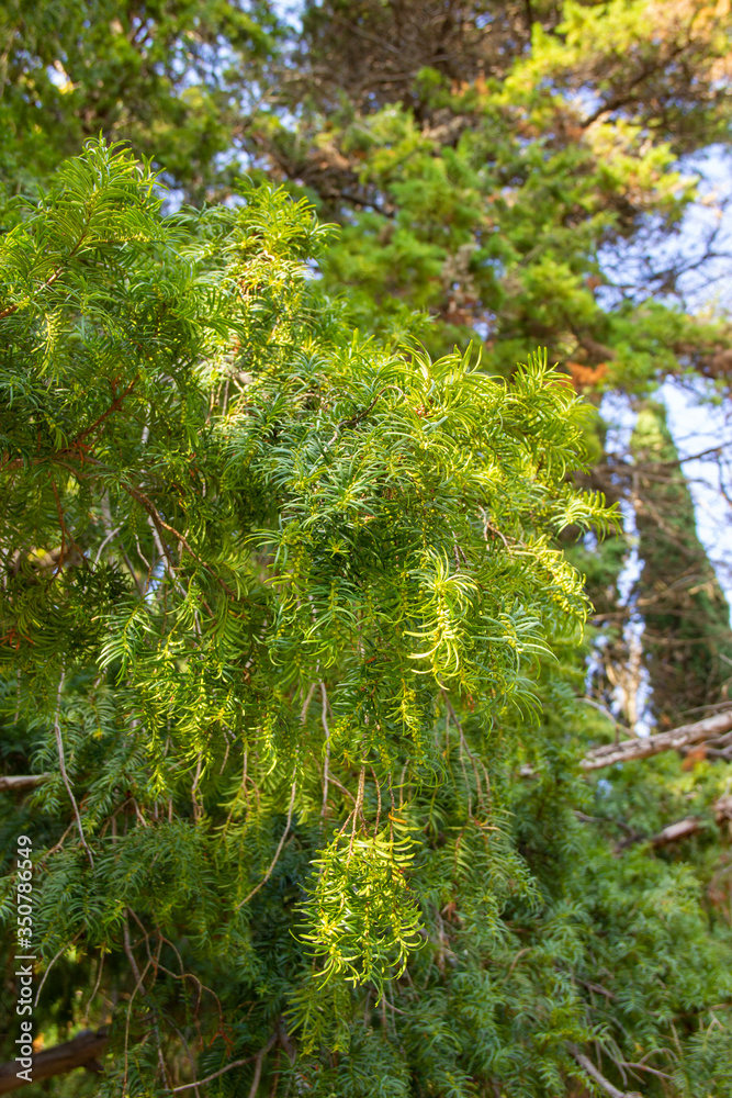 Taxus baccata, evergreen coniferous plant. wood is used in creating a beautiful landscape Taxus baccata, evergreen coniferous plant. wood is used in creating a beautiful landscape