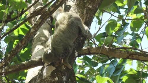 Two Toed Sloth Quickly Climbing Down Tree Trunk in Bright Jungle Canopy of Osa Peninsula, Costa Rica photo