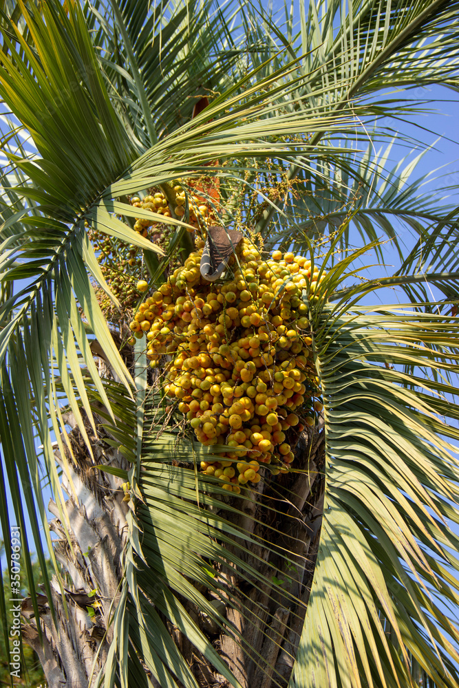 Phoenix canariensis. date palm in the Park on a summer day. Phoenix canariensis. date palm in the Park on a summer day.