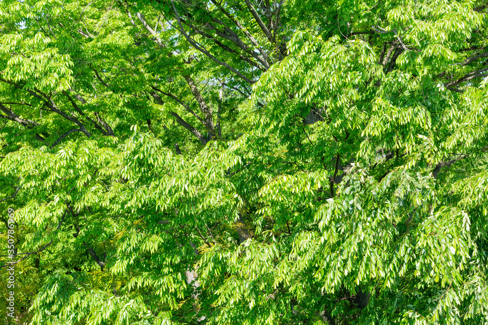 Green Leaves