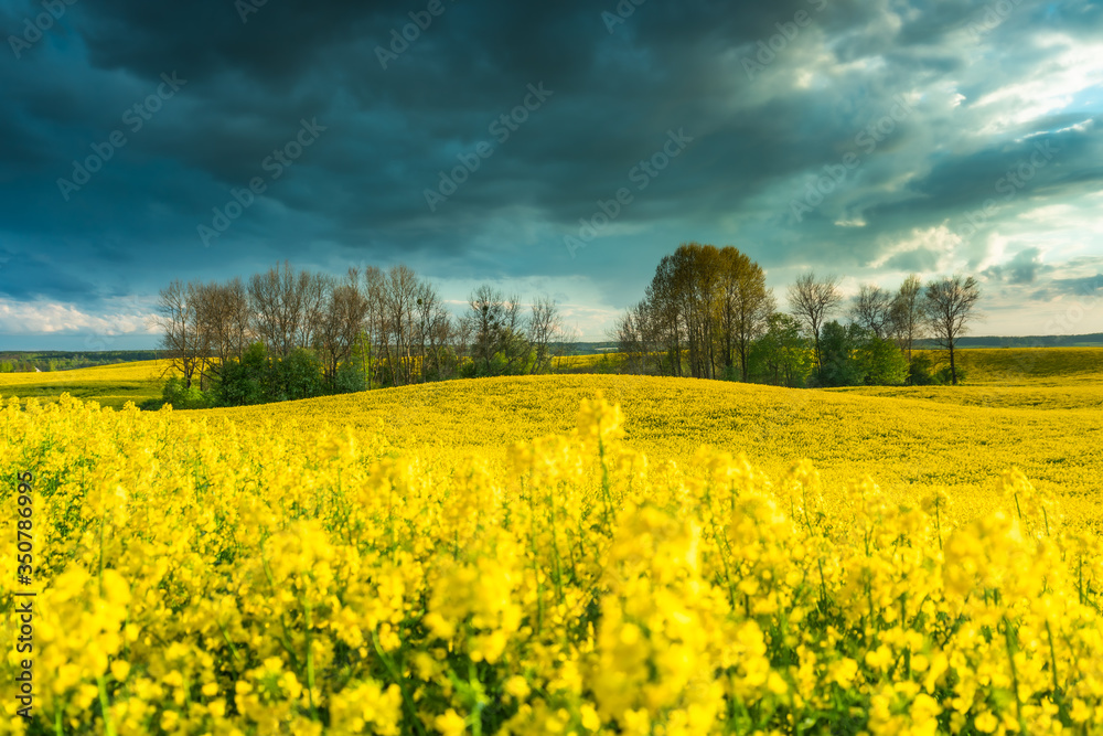 organic rapeseed fields during flowering