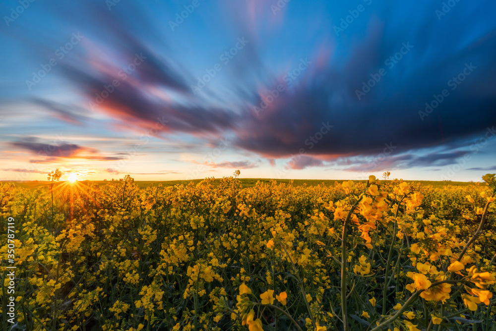 organic rapeseed fields during flowering