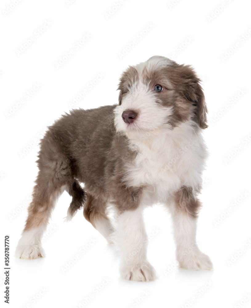 puppy bearded collie