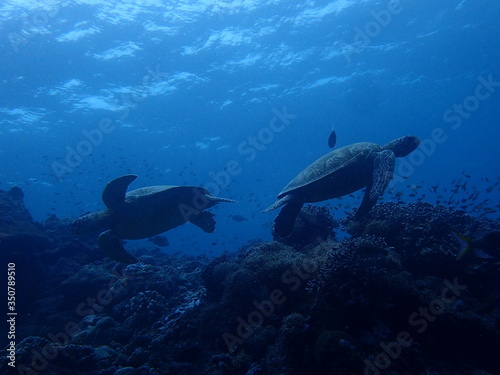 Fototapeta Naklejka Na Ścianę i Meble -  2匹の海亀のすれ違い