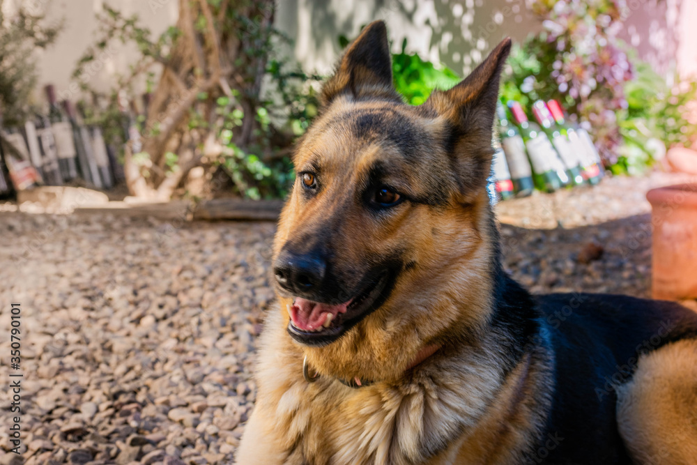 Nada en esta vida es más verdadero que el amor de un auténtico perro.
Mira Grant Nada en esta vida es más verdadero que el amor de un auténtico perro.
Mira Grant