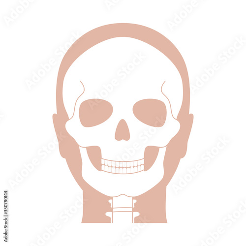 Human skull anatomy