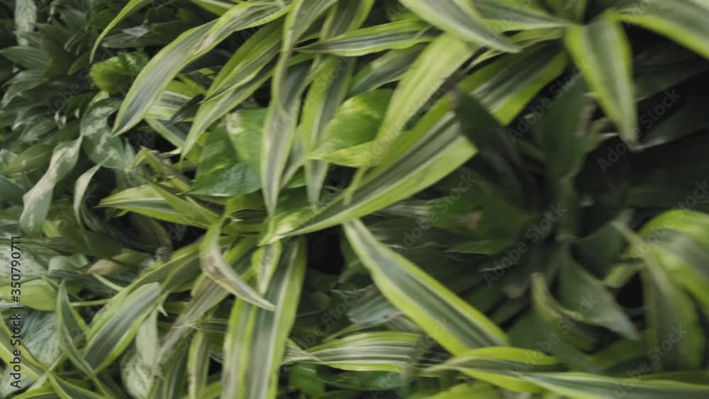 Closeup tracking shot of a luscious wall of plants Closeup tracking shot of a luscious wall of plants