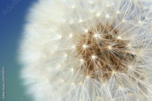 Beautiful dandelion on color background  closeup