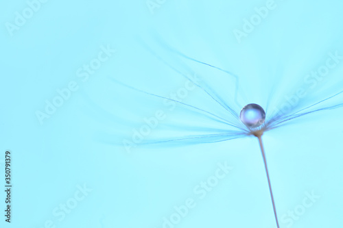 Beautiful dandelion seed on color background