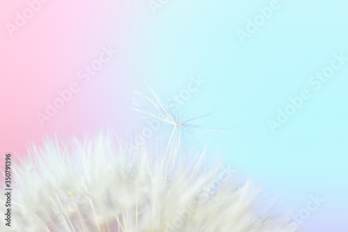 Fototapeta Naklejka Na Ścianę i Meble -  Beautiful dandelion on color background, closeup