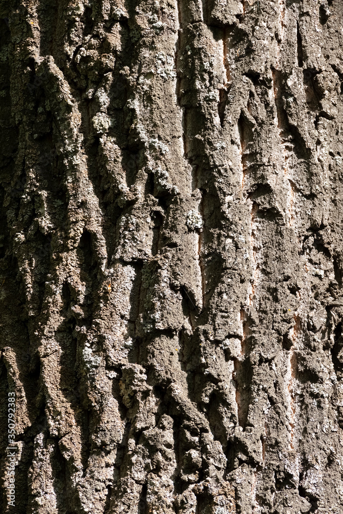 Obraz premium Old dry trunk of an ancient oak.