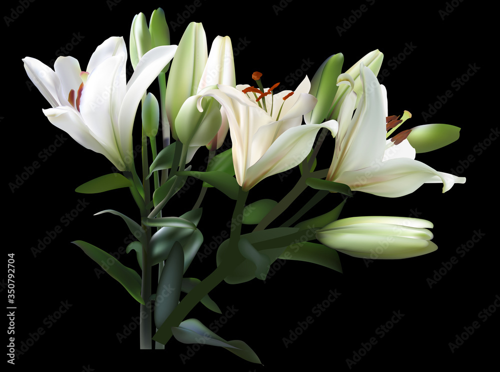 white lily flowers in dark green leaves bunch on black white lily flowers in dark green leaves bunch on black